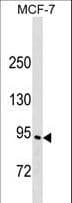 ELMO3 Antibody (aa594-622)