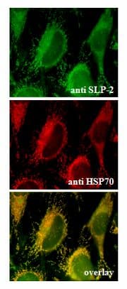 STOML2 Antibody (aa199-213)