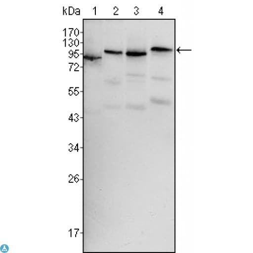 BRAF / B-Raf Antibody