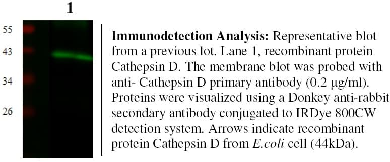 CTSD / Cathepsin D Antibody (Preservative Free, Biotin)