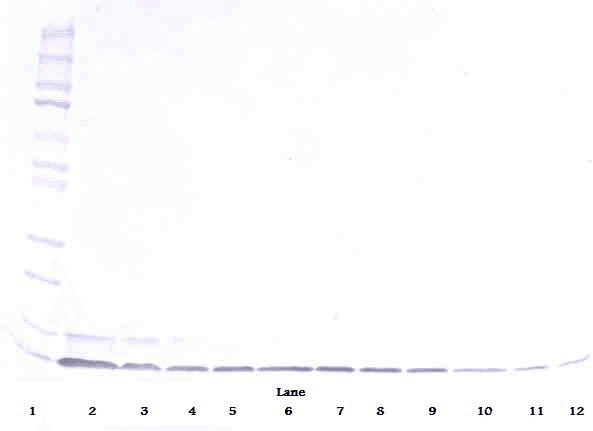 IHC-plus™ DEFB1 / BD-1 Antibody