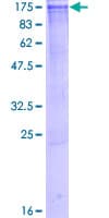 Human ATP2A2 / SERCA2 Protein (Recombinant GST)