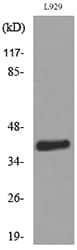 CCR4 Antibody