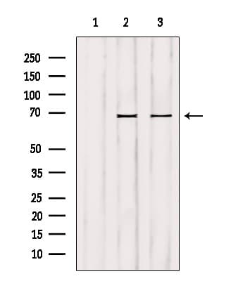 GCKR Antibody