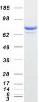 Human PTPRE / PTP Epsilon Protein (Recombinant Myc-DDK (Flag))