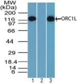 Polyclonal Rabbit anti-Human ORC1 Antibody (aa170-220, WB)