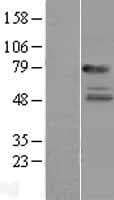 IL22RA1 / IL22R Protein (Over-Expression Lysate Myc-DDK (Flag))