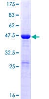 Human DUSP18 Protein (Recombinant GST)