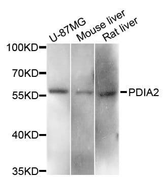PDIA2 Antibody