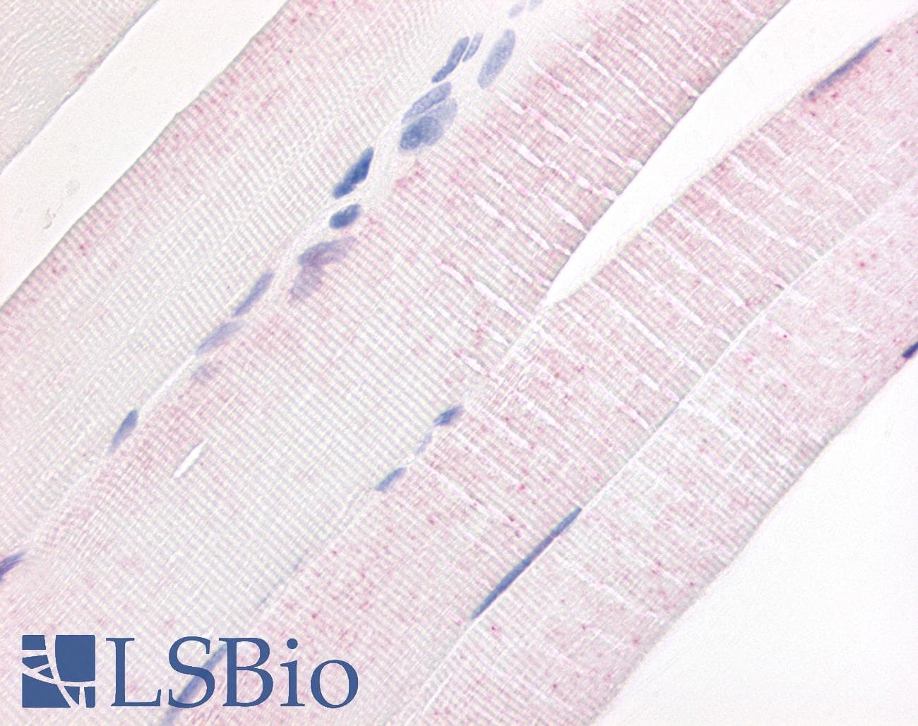 IHC-plus™ PDE7A Antibody (N-Terminus)