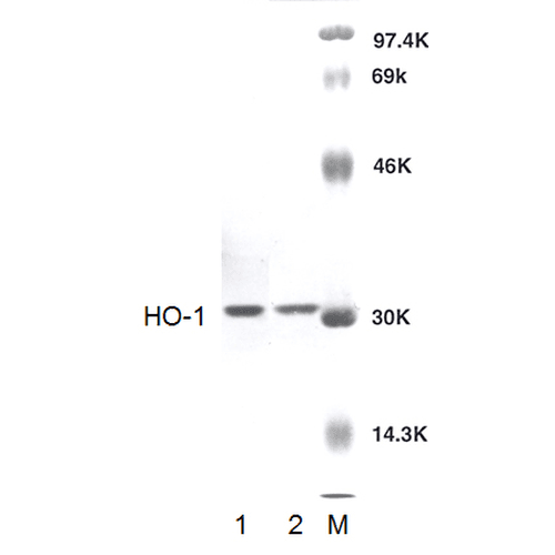 HMOX1 / HO-1 Antibody (FITC)