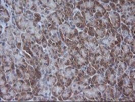 ETS2 Antibody (aa90-349, clone OTI2A3, Carrier-free)