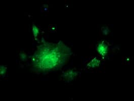 ALS2CR1 / NIF3L1 Antibody (clone OTI5A7, Carrier-free)
