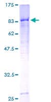 Human C4BPA / C4BP Alpha Protein (Recombinant GST)