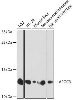 APOC3 / Apolipoprotein C III Antibody