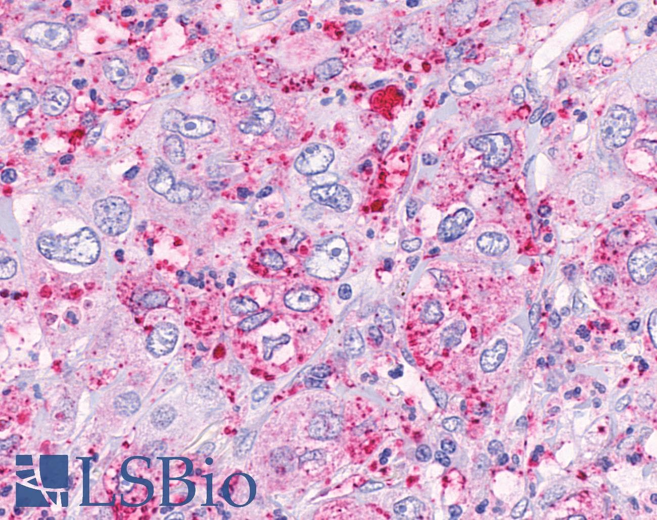 IHC-plus™ FFAR3 / GPR41 Antibody (Internal)