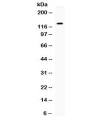 Polyclonal Rabbit anti-Human EGF Antibody (WB)