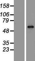 MECP2 Protein (Over-Expression Lysate Myc-DDK (Flag))