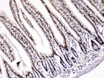 HMG1 / HMGB1 Antibody