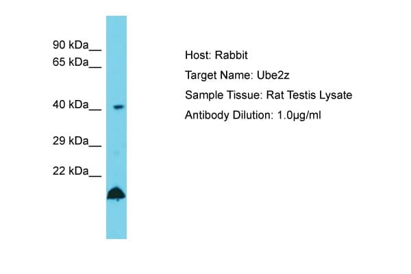 Polyclonal Rabbit anti-Rat UBE2Z / USE1 Antibody (aa208-257, WB)