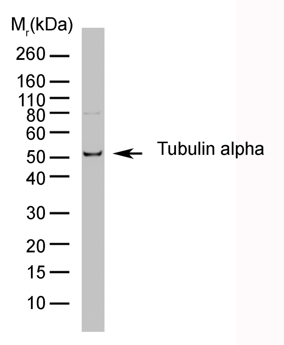 Alpha Tubulin Antibody (clone YL1/2, HRP)