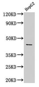 ACTB / Beta Actin Antibody