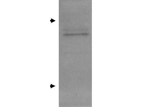 IHC-plus™ APOE / Apolipoprotein E Antibody