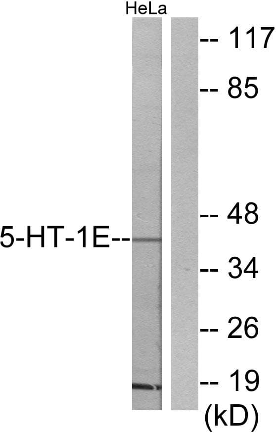 HTR1E / 5-HT1E Receptor Antibody