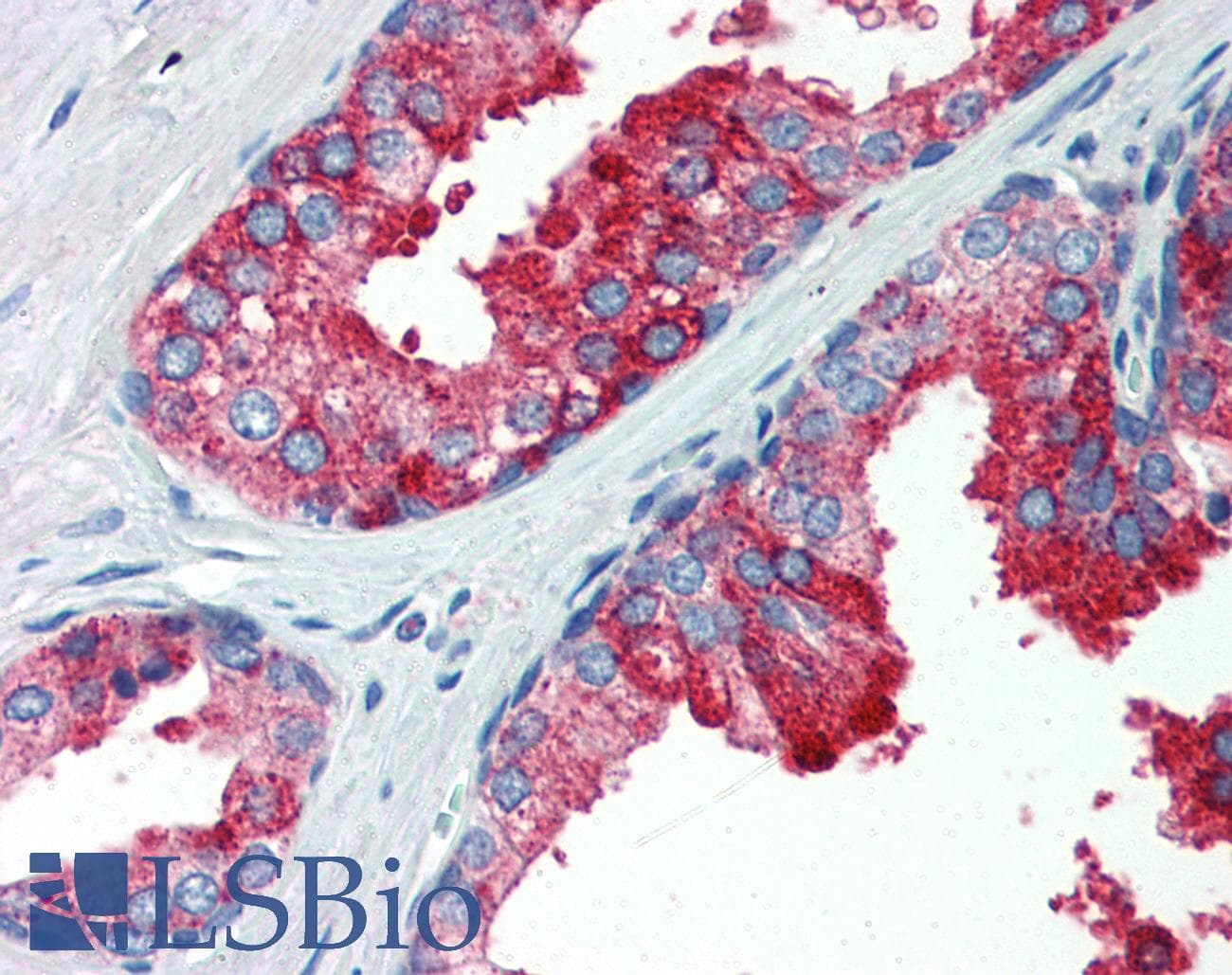 YAP / YAP1 Antibody (aa351-400)