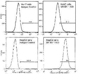 SCARB1 / SR-BI Antibody (DY488)