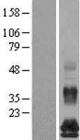 FAM19A5 Protein (Over-Expression Lysate Myc-DDK (Flag))