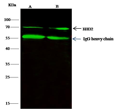 EHD2 Antibody (Preservative Free)