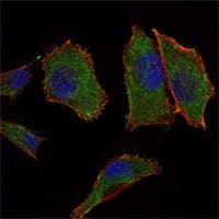 IHC-plus™ COXIV / COX4 Antibody (clone 6B3)