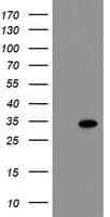 RBPMS / Hermes Antibody (clone OTI4F2)