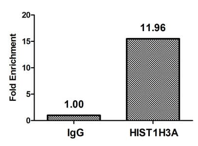 HIST1H3A Antibody
