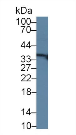RGN / Regucalcin Antibody (aa65-299, APC)