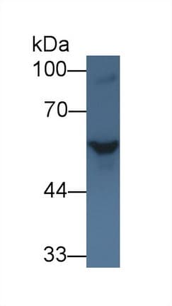SHH / Sonic Hedgehog Antibody (aa237-399, Cy3)