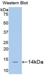 CD66a / CEACAM1 Antibody (aa35-143, Cy3)