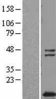 TUSC2 / FUS1 Protein (Over-Expression Lysate Myc-DDK (Flag))