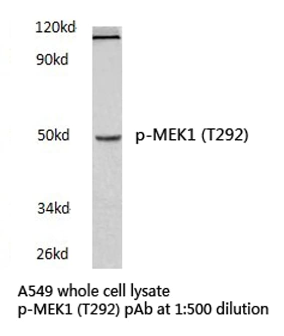 MAP2K1 / MKK1 / MEK1 Antibody (phospho-Thr292)