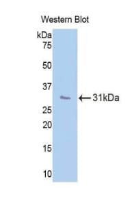 CD34 Antibody (aa32-290, PE)
