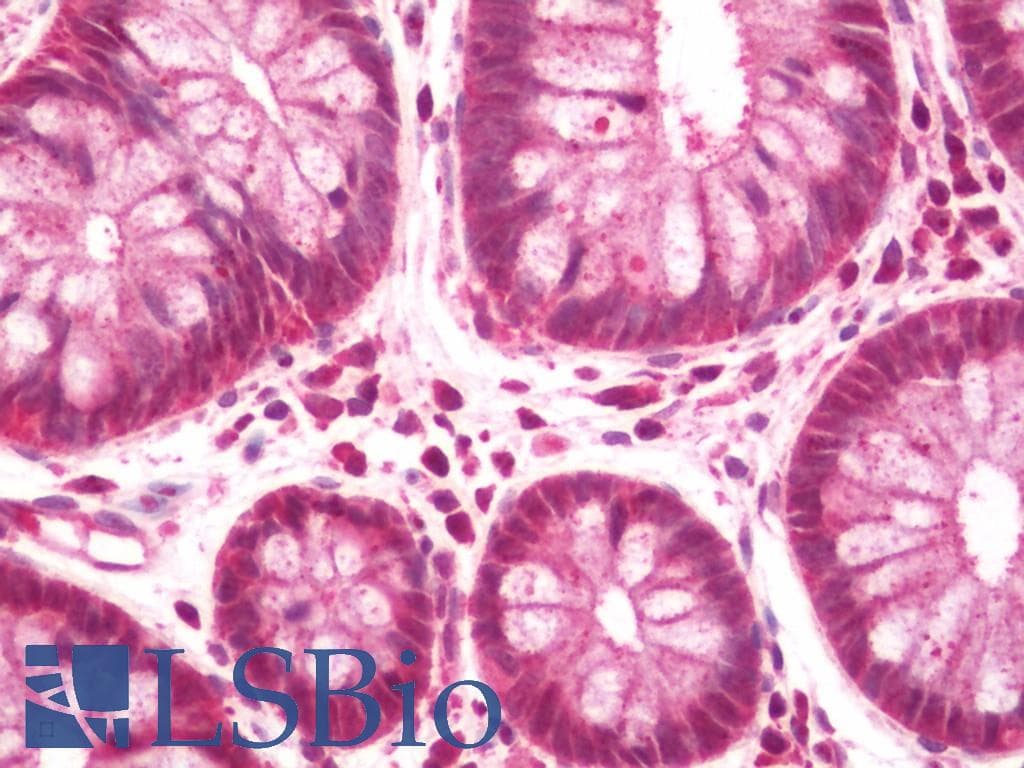 IHC-plus™ PPIA / Cyclophilin A Antibody