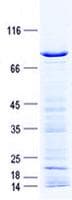 Human DNTT / TdT Protein (Recombinant GST, N-terminus + His, C-terminus)