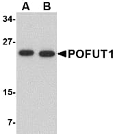 POFUT1 Antibody