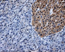 KIAA0153 / TTLL12 Antibody (clone OTI6E4, Carrier-free)