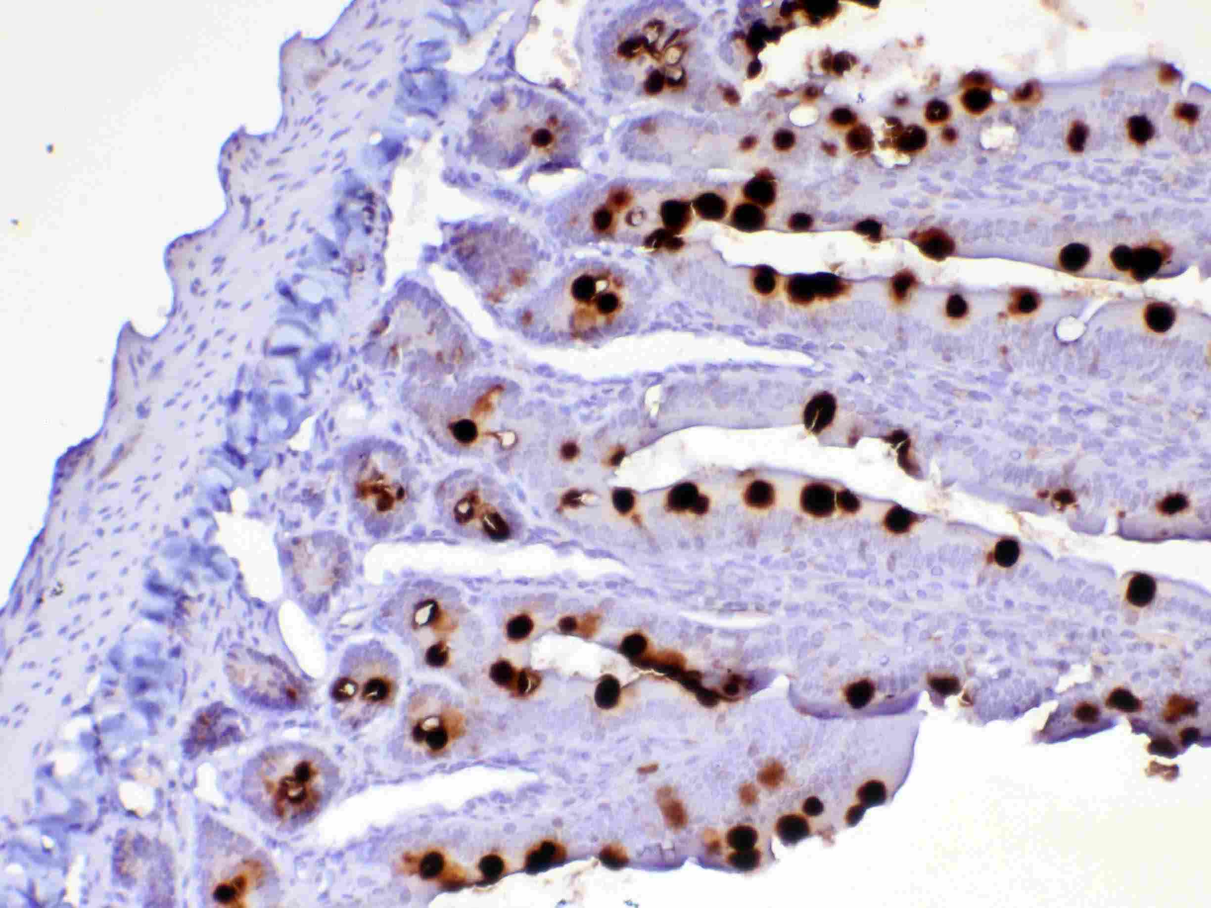 TNFSF4 / OX40L / CD252 Antibody