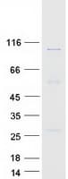 Human GCP3 / TUBGCP3 Protein (Recombinant Myc-DDK (Flag))