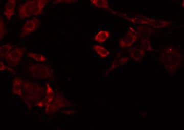 REN / Renin 1 Antibody