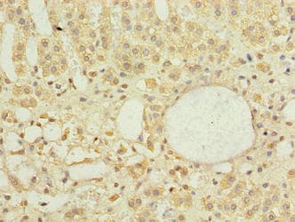 DNAJB4 Antibody