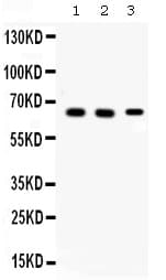 Polyclonal Rabbit anti-Human INA / Alpha Internexin Antibody (IHC, WB)